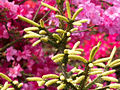 Picea orientalis Aurea IMG_6702 Świerk kaukaski